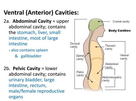 Ventral Body Cavity Abdominal