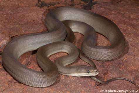 Olive Python Liasis Olivaceus A Young Olive Python Lias Flickr