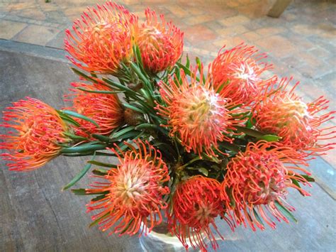 → see the proteas | meaning, pronunciation, translations and examples. Bank of Flowers: Pincushion Proteas!!