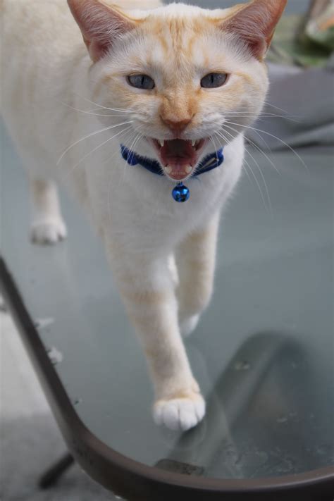 Neko The Colorpoint Shorthair Exotic Cat Breeds Colorpoint Shorthair