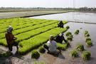 Penanaman jumlah bibit berpengaruh terhadap jumlah anakan yang akan keluar, untuk mendapatkan jumlah anakan yang banyak bisa menanam bibit 1/lubang dengan maksimal 3 bibit perlubang. PERTANIAN: Pertanian Sawah Padi di Malaysia