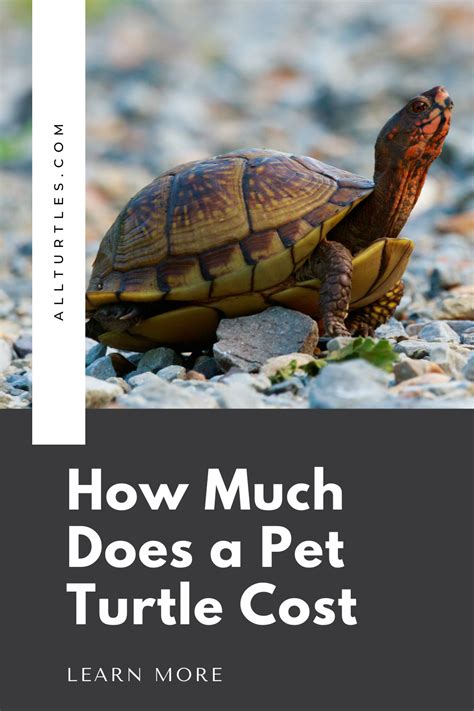 How Much Do Turtles Cost You Should Think About The Cost Of Getting A