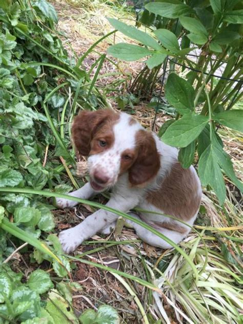 Brittany spaniel puppies for sale in minnesota select a breed. 8 weeks old male Brittany Spaniel for sale in Americus, Kansas - Puppies for Sale Near Me