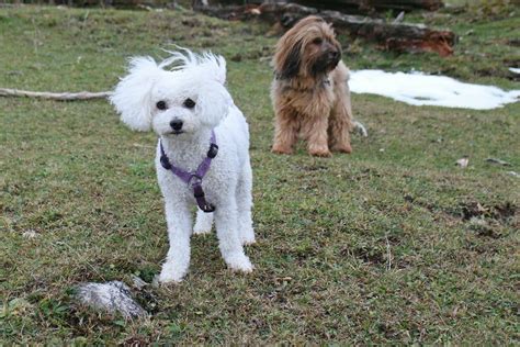 Check spelling or type a new query. Bichon Frise Short Hair Cut - Wavy Haircut