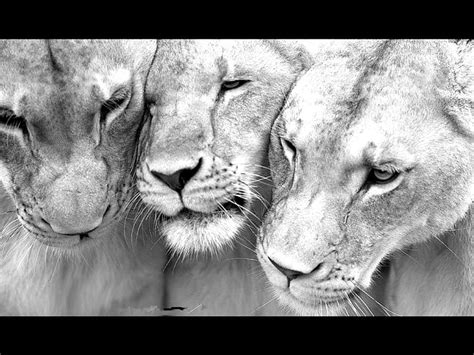 Threesome Wild Life Animals Zoo Lions Lioness Hd Wallpaper Pxfuel