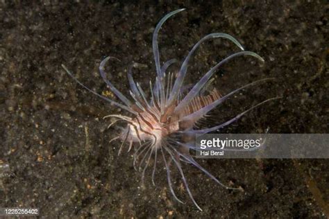 Juvenile Lionfish Photos And Premium High Res Pictures Getty Images