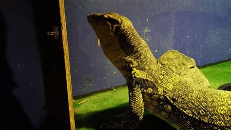 Peppy The Asian Water Monitor Eating Youtube
