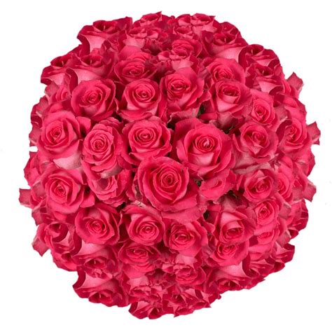 Globalrose 200 Fresh Cut Bright Pink Roses Large Bloom