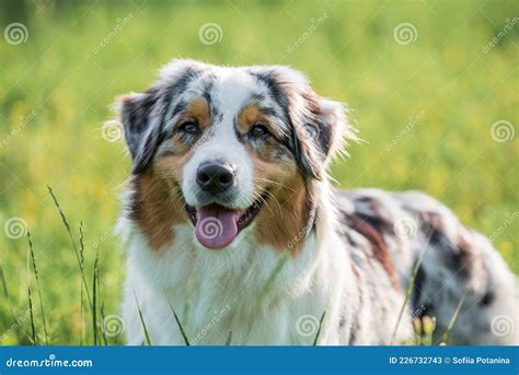 Purebred Australian Shepherd Dog For A Walk In The Park Stock Image