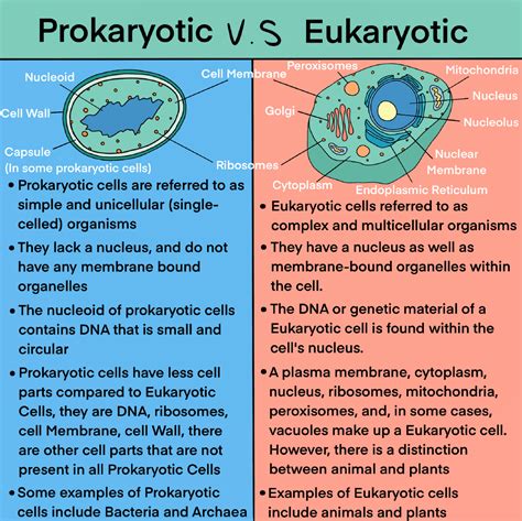 Prokaryotes Vs Eukaryotes What Are The Key Differences Images