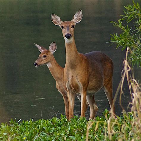 White Tailed Doe And Fawn Photograph By Dan Ferrin Pixels