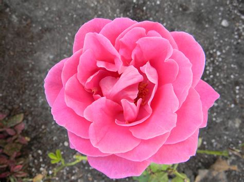 Kostenlose Foto Natur Blume Blütenblatt Garten Flora Rosen