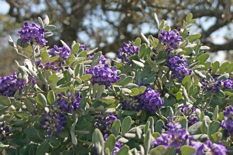Texas mountain laurel tolerates exposed, windy conditions when established. 'Silver Peso' Texas mountain laurel | Texas mountain ...