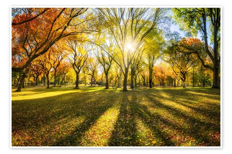 Colorful Autumn Forest In Sunlight De Jan Christopher Becke Em Póster