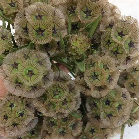 Scabiosa Pods Diy Wedding Flowers Flower Moxie