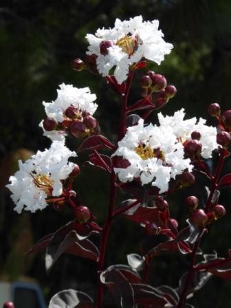 The myrtle ebony sapling is a type of sapling added by forestry. Ebony and Ivory Crape Myrtle - Shrubs & Trees - Almost Eden