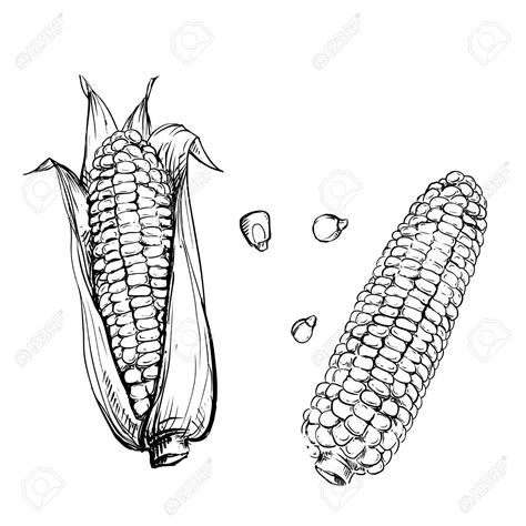 16 How To Draw Corn Pictures Shiyuyem