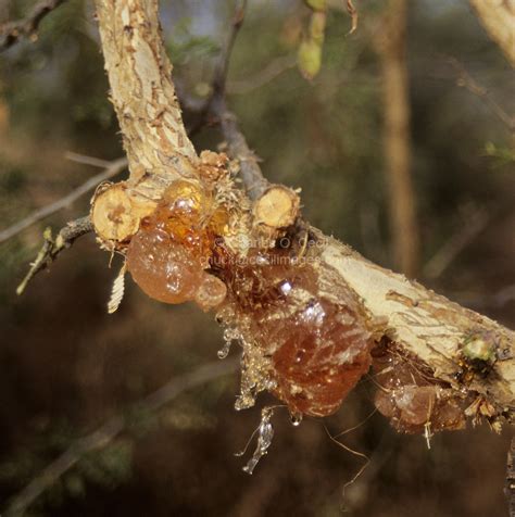 Arabic gum (acacia vera) aka arabic, egyptian gum, indian gum masculine. Niger, Gum Arabic on branch, waiting to be collected ...