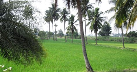 Agricultural Farming Agriculture Land For Sale In Tamilnadu Agriculture