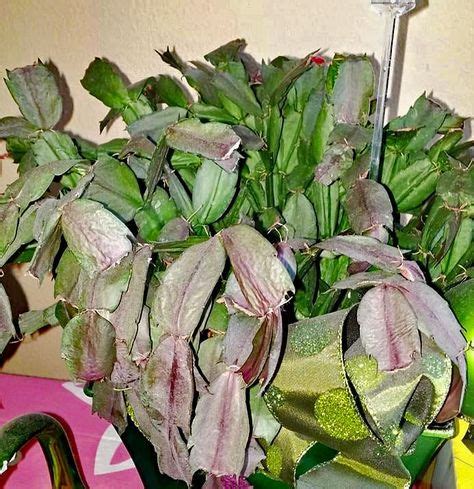 The christmas cactus is a colorful alternative to traditional holiday plants like poinsettias, and makes a beautiful addition to your holiday decor scheme. Christmas Cactus Diseases: Common Problems Affecting ...