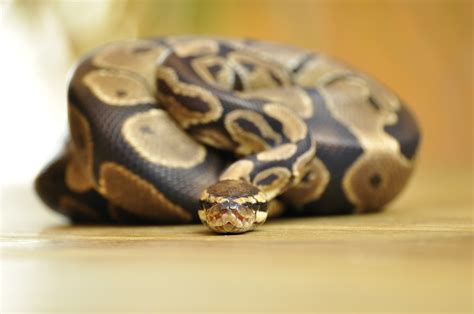 How much does a ceramic heat emitter for a royal python cost? What Do Pythons Eat,reptiles And Amphibians, Pythons ...