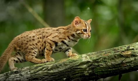 Meet The Worlds Smallest Wild Cat The Rusty Spotted Cat Gallery