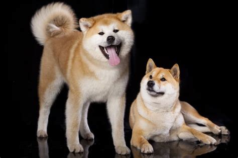 Shiba Inu Vs Akita What Are The Main Differences Between The Two