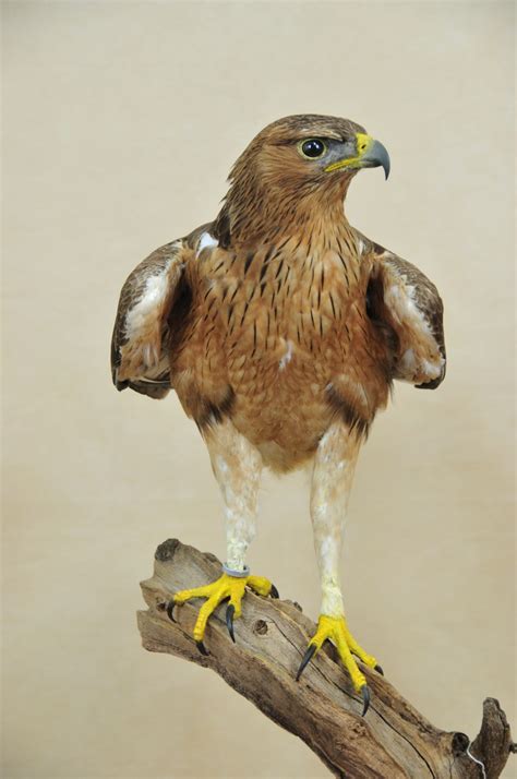 Every piece has been gone over by a certified taxidermist with years of experience and given a grade dictated by quality and trophy score. Bonelli's Eagle (Aquila fasciata) | UK Bird Small Mammal Taxidermist Mike Gadd