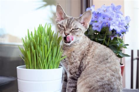 About 1% of these are equipments of traditional chinese medicine, 23% are veterinary medicine, and 6% are herbal extract. Herbs that are Safe to give to Cats | Pets4Homes
