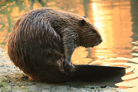 Beavers Facts Characteristics Info Pictures Behavior Breeding