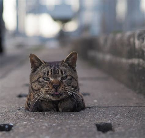 This Japanese Photographer Captures Photos Of Stray Cats Chilling On