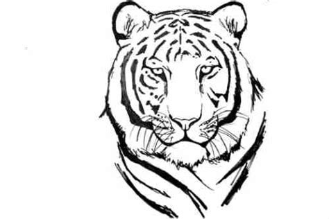 How To Draw White Tiger How To Draw A White Tiger Face Step By Step