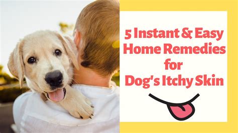 5 Instant And Easy Home Remedies For Dogs Itchy Skin Youtube