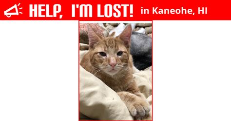 The mission of hawaii island humane society is to prevent cruelty to animals, eliminate pet overpopulation, and enhance the bond between humans and animals. Lost Cat (Kaneohe, Hawaii) - Simba