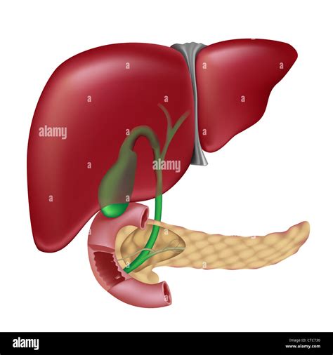 Liver Gallbladder Pancreas Duodenum And The Bile Passages Stock Photo