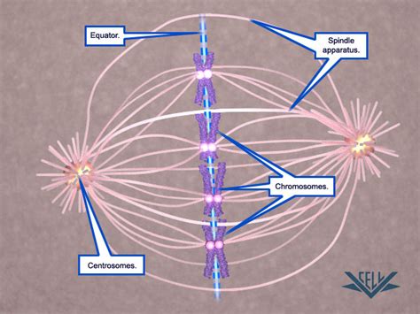 The chromosomes display distinct shapes. VCAC: Cellular Processes: Mitosis: First Look