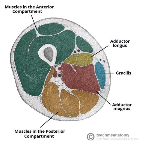 Medial Thigh Muscle Anatomy