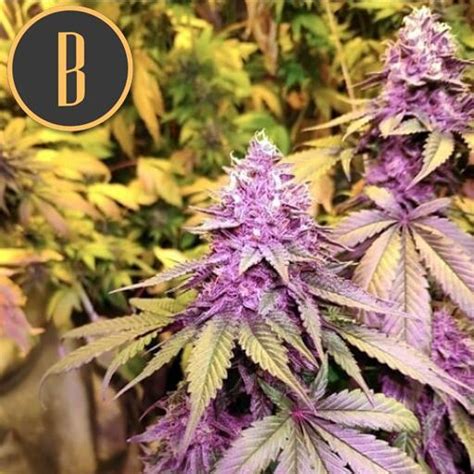 Gelato Bud Buddies Cannabis Seeds And Clones