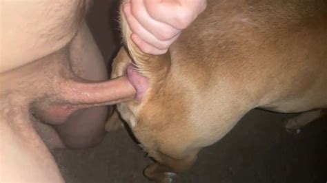 Faggot Smashes Dog Zoo Tube 1