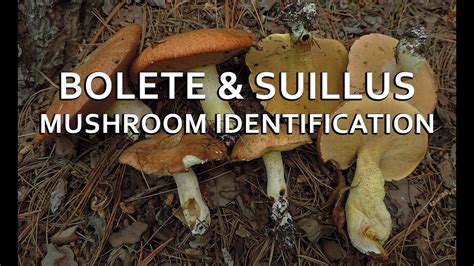 Bolete And Suillus Mushroom Identification With Adam Haritan Youtube