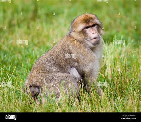 Barbary Macaques Monkey Barbary Macaques Monkeys Live In The Atlas