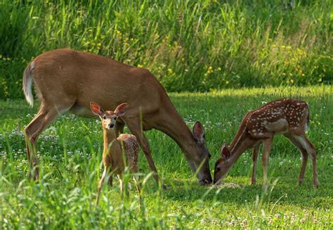 Female Deer And Twin Fawns Photograph By Sandra Js Fine Art America
