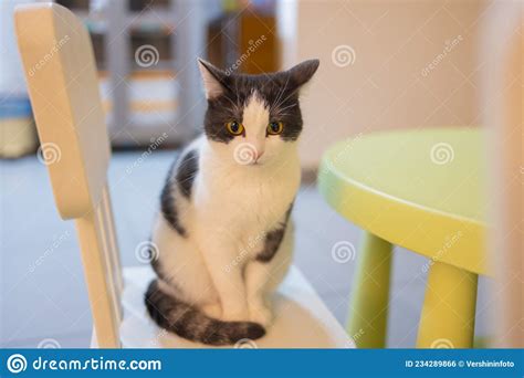 Adorable Tabby Cat Sitting On Kitchen Floor Staring At Camera Stock