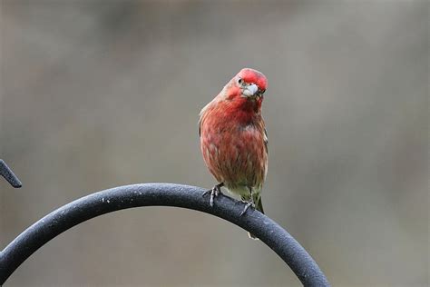During the 20th century, possibly due to the increased planting of box elder, a major food source, in cities. Ann Brokelman Photography: Oriole, Cardinal, Purple Finch ...