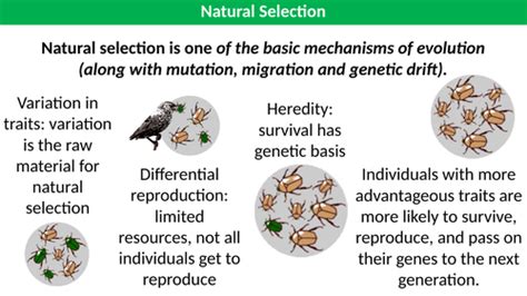 Natural Selection Examples Teaching Resources