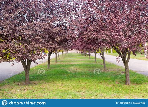 Tree Alley With Purple Leaves Autumn Landscape Natural