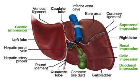 Liver Concise Medical Knowledge Free Nude Porn Photos