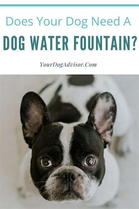 Does Your Dog Need A Dog Water Fountain Your Dog Advisor