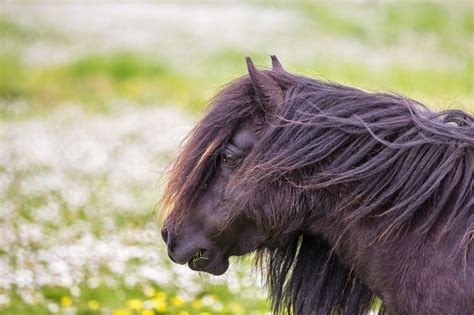 Shetland Ponies Britain Visitor Blog