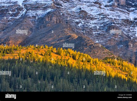 Trees On A Mountain Wenkchemna Range Valley Of The Ten Peaks Banff